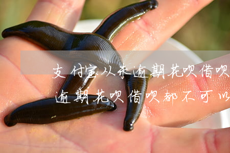 支付宝从未逾期花呗借呗不能用(为什么没有逾期花呗借呗都不可以用了)