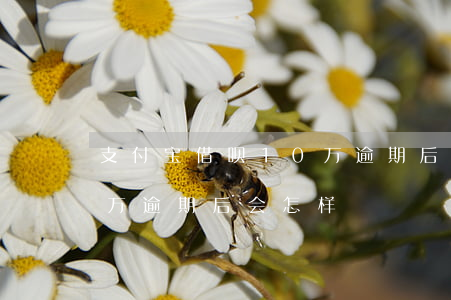 支付宝借呗10万逾期后-支付宝借呗10万逾期后会怎样