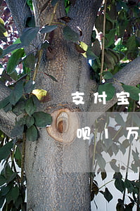 支付宝借呗1万逾期3年利息多少，支付宝借呗1万元逾期3年的利息是多少？