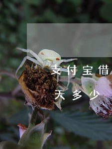 支付宝借呗4万逾期罚息(支付宝借呗罚息一天多少)