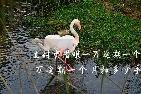 支付宝借呗一万逾期一个月-支付宝借呗一万逾期一个月扣多少手续费