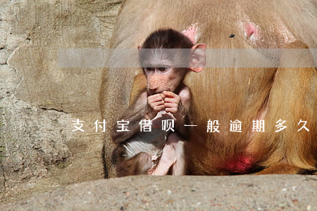 支付宝借呗一般逾期多久上征信