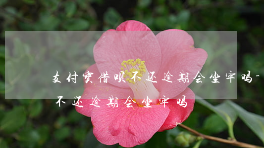 支付宝借呗不还逾期会坐牢吗-支付宝借呗不还逾期会坐牢吗