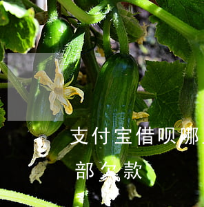 支付宝借呗哪里查逾期 借呗逾期怎么看到全部欠款