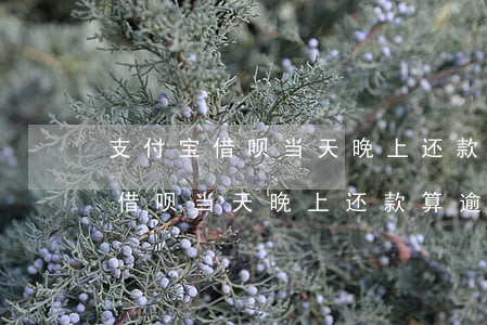 支付宝借呗当天晚上还款算逾期吗-支付宝借呗当天晚上还款算逾期吗怎么办