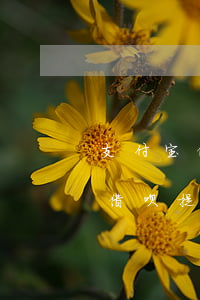 支付宝借呗提前全部还款有影响吗-支付宝借呗提前全部还款有影响吗安全吗