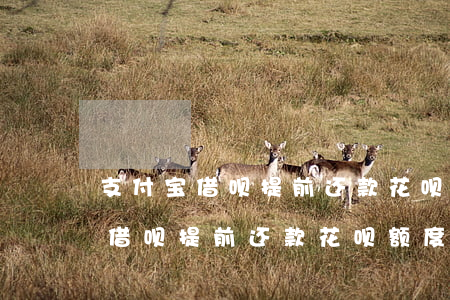 支付宝借呗提前还款花呗额度减少-支付宝借呗提前还款花呗额度减少了