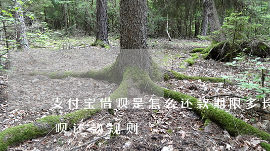 支付宝借呗是怎么还款期限多长-支付宝借呗还款规则