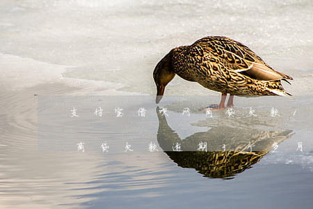 支付宝借呗网商贷欠款15万逾期(支付宝网商贷欠款逾期3个多月说起诉)