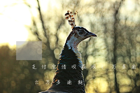 支付宝借呗花呗6万多逾期（支付宝花呗借呗六万多逾期）