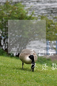 支付宝借呗花呗逾期惩罚金合法吗 花呗逾期不还款会受到什么样的惩罚