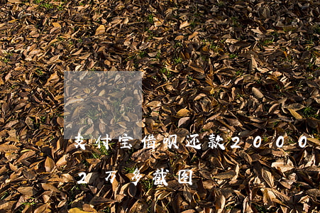 支付宝借呗还款20000截图-借呗还款2万多截图