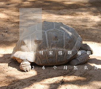 支付宝借呗逾期26个月-支付宝借呗逾期26个月怎么办