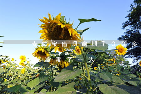 支付宝借呗逾期700多天(不注意支付宝借呗逾期了一天)