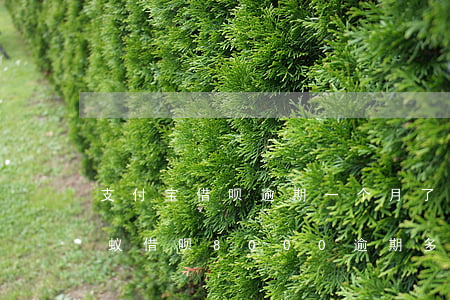 支付宝借呗逾期一个月了,被起诉后会怎样（蚂蚁借呗8000逾期多久会被起诉）