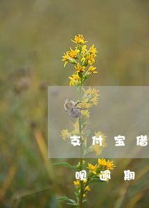 支付宝借呗逾期了会不会起诉你-支付宝借呗逾期了会不会起诉你呢