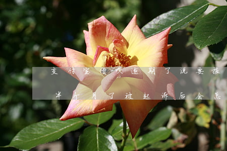 支付宝借呗逾期了说要报案(支付宝借呗逾期半个月了,被起诉后会怎样)