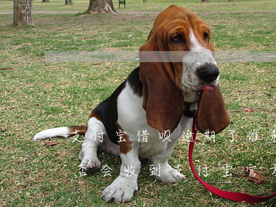 支付宝借呗逾期了谁来催钱(借呗逾期不还是否会收到支付宝官方催款电话)