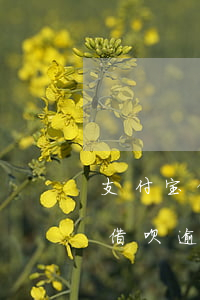 支付宝借呗逾期多久打电话给家人-支付宝借呗逾期多久打电话给家人催收