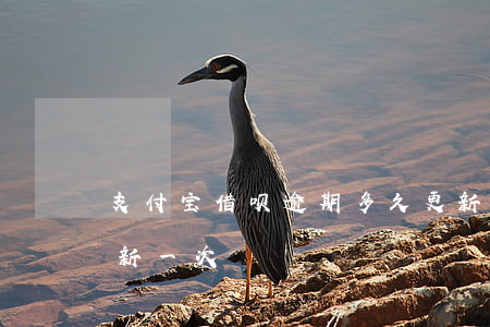 支付宝借呗逾期多久更新(支付宝借呗多久更新一次)