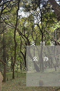 支付宝借呗逾期帐单(支付宝借呗还款逾期怎么办)
