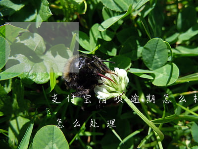 支付宝借呗逾期怎么样还(蚂蚁借呗逾期他们怎么处理)