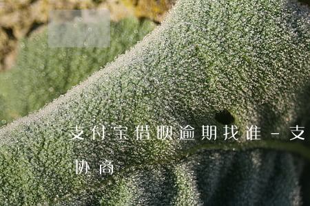 支付宝借呗逾期找谁-支付宝借呗逾期找谁协商