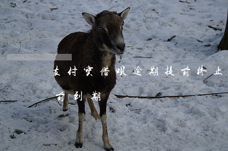 支付宝借呗逾期提前终止合同(支付宝借呗提前到期)