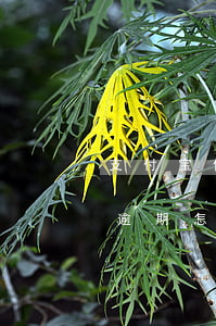 支付宝借呗逾期显示界面(怎么看支付宝借呗逾期怎么办)