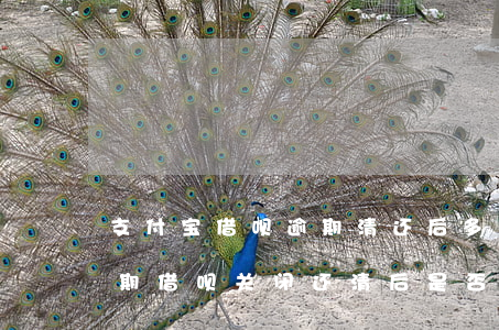 支付宝借呗逾期清还后多久能开通(支付宝逾期借呗关闭,还清后是否可以开通)