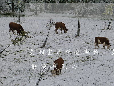 支付宝借呗逾期的-支付宝借呗逾期的罚息能谈减免吗