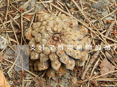 支付宝借呗逾期的图片（借呗逾期图片 失信）
