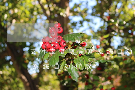 支付宝借呗逾期系统自动-支付宝借呗逾期系统自动扣款