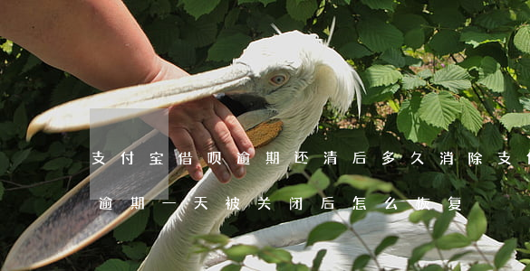 支付宝借呗逾期还清后多久消除 支付宝借呗逾期一天被关闭后怎么恢复