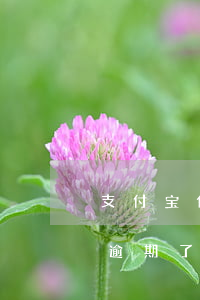 支付宝借款逾期会取消分期吗-支付宝分期逾期了会取消分期吗?
