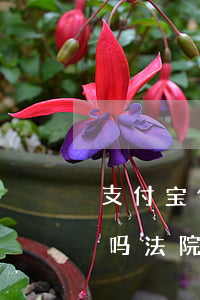 支付宝借钱可以起诉吗(支付宝借钱可以起诉吗法院)