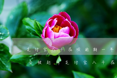 支付宝八千花呗逾期一年多了(花呗逾期多久会被起诉(支付宝八千花呗二年没还了))