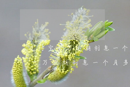 支付宝六万逾期利息一个月多少钱-支付宝六万逾期利息一个月多少钱啊