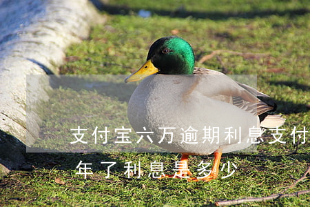 支付宝六万逾期利息(支付宝欠6万多,逾期一年了,利息是多少?)