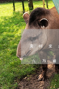 支付宝六万逾期半年利息是多少(支付宝欠款六万逾期半年)