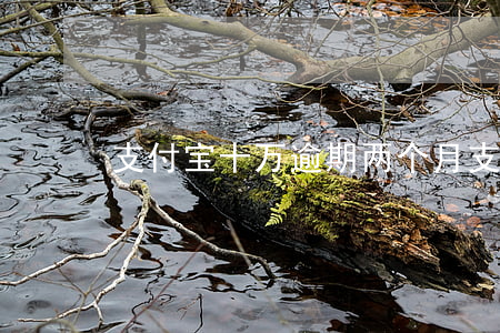 支付宝十万逾期两个月(支付宝逾期10个月)