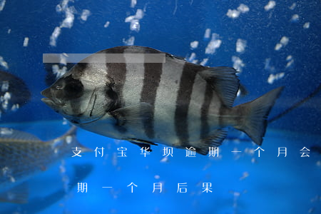 支付宝华坝逾期一个月会怎么样-支付宝逾期一个月后果