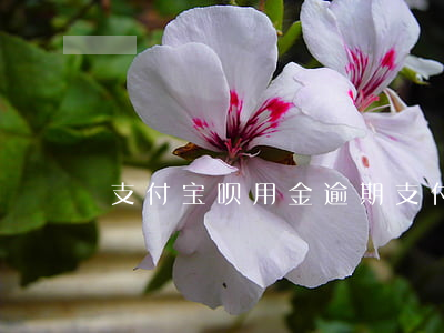 支付宝呗用金逾期（支付宝呗用金逾期）
