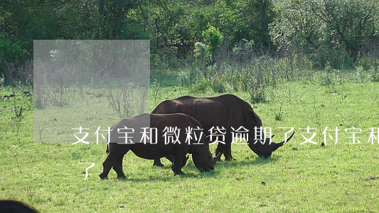 支付宝和微粒贷逾期了(支付宝和微粒贷逾期了)