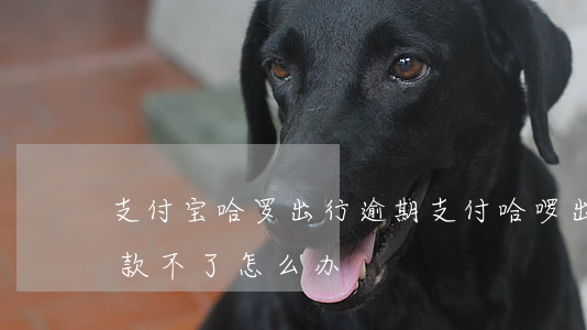 支付宝哈罗出行逾期支付(哈啰出行逾期了付款不了怎么办)