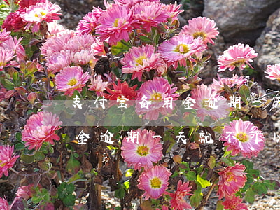 支付宝备用金逾期一天还能用吗(支付宝备用金逾期一天就不可以用了吗)
