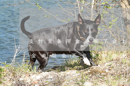支付宝备用金逾期了会上征信么(支付宝备用金逾期会不会影响征信)