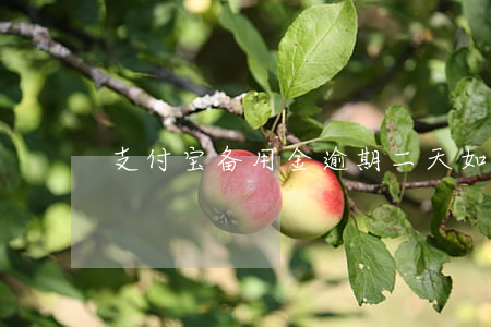 支付宝备用金逾期二天如何修复征信记录？