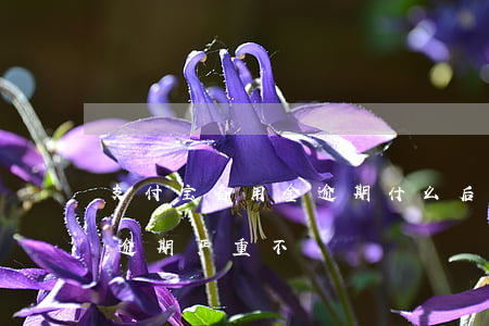 支付宝备用金逾期什么后果-支付宝备用金逾期严重不