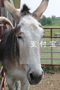 支付宝备用金逾期几分钟